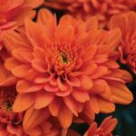 Fall Mums