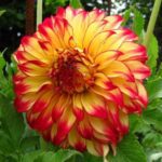 bulb planting